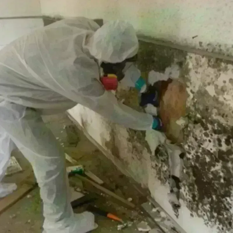 Mold Remediation and Removal in Lincoln, RI